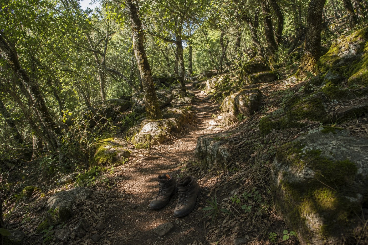 Forest trail through oak trees